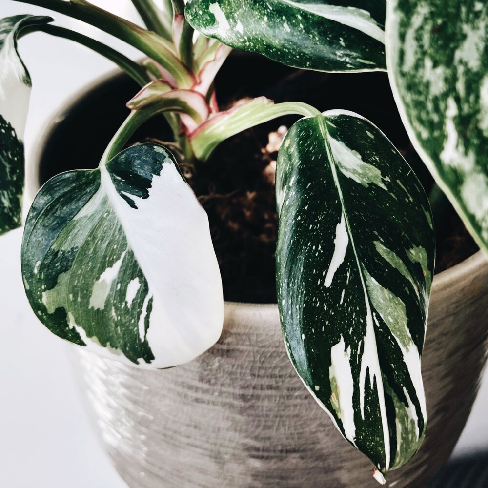 PHILODENDRON 'WHITE PRINCESS' TRICOLOR [Complete Care Guide] — Lya 